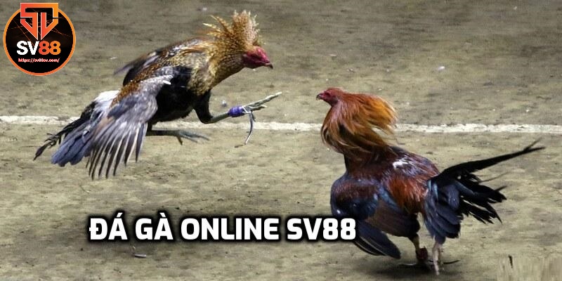 Đá gà online SV88