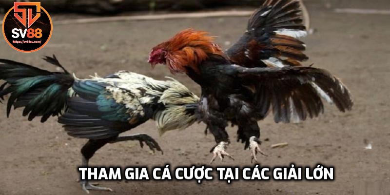 Cá cược đá gà với các giải lớn