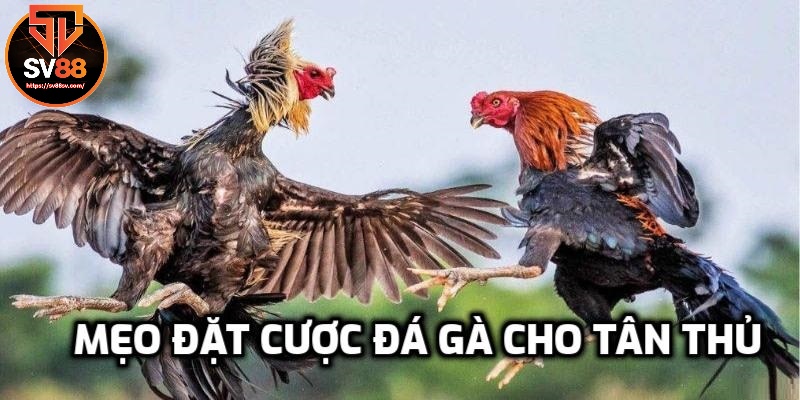 Mẹo đặt cược đá gà cho tân thủ